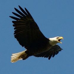 Eagle (250x250)