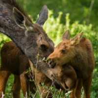 Reconciled by a Baby Moose