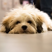 Shih Tzu Puppy Dog Cute